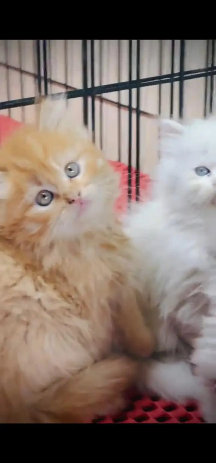 Quality Persian Punch face cat & kittens 03495425573 WhatsApp — photo 2