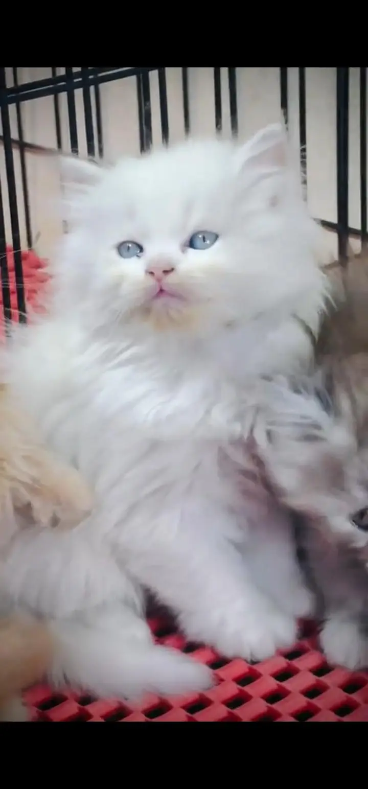 Quality Persian Punch face cat & kittens 03495425573 WhatsApp — photo 3