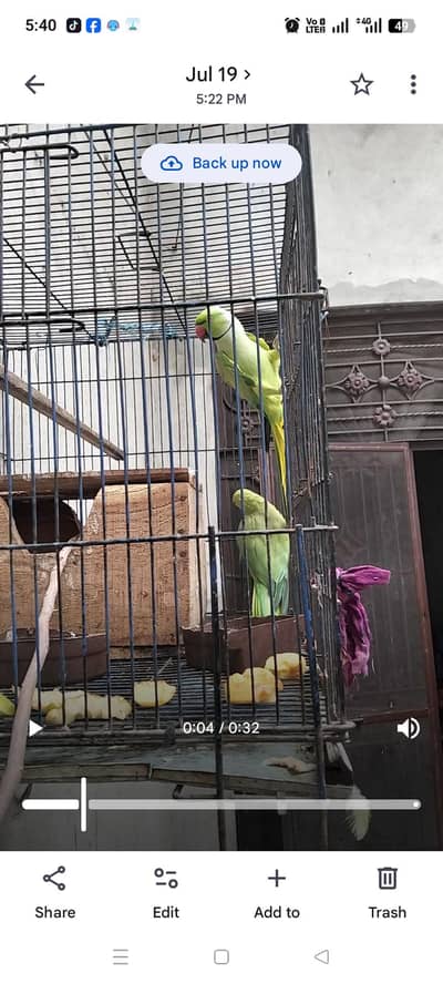 mele5 year female h 2year