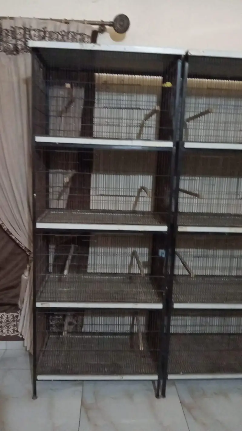 love birds new cages made in lahore — photo 2