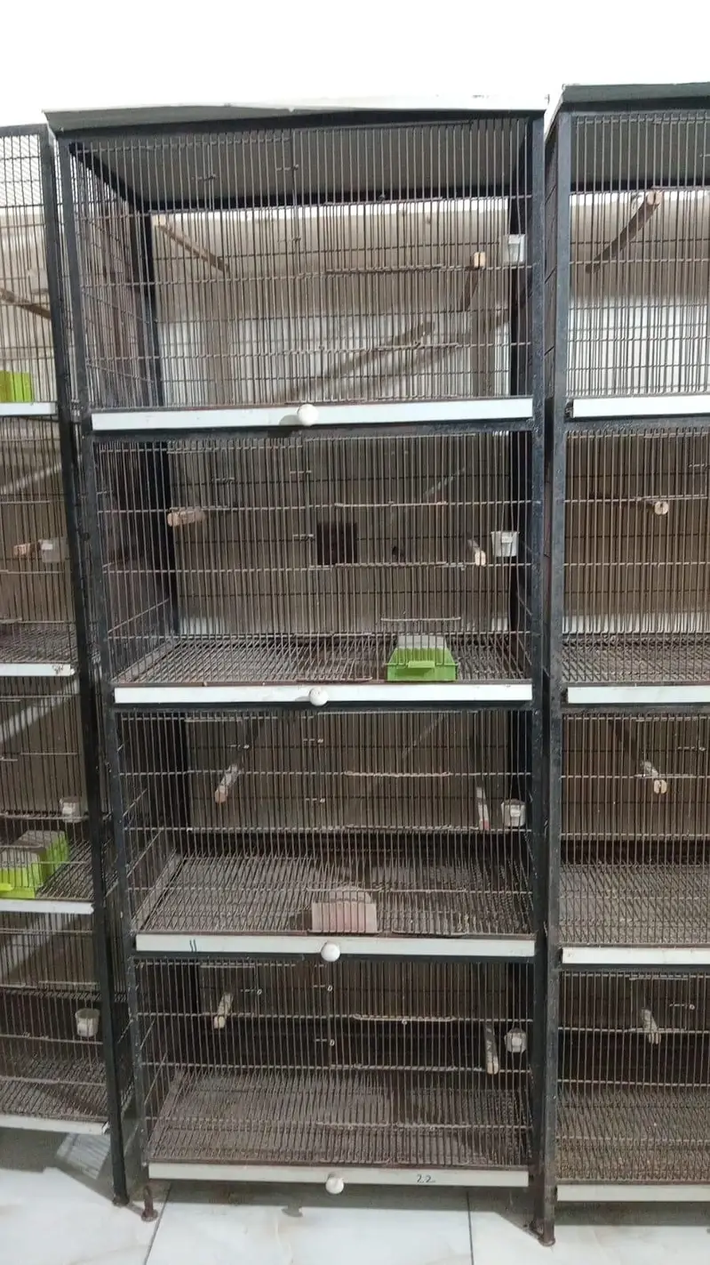 love birds new cages made in lahore — photo 4