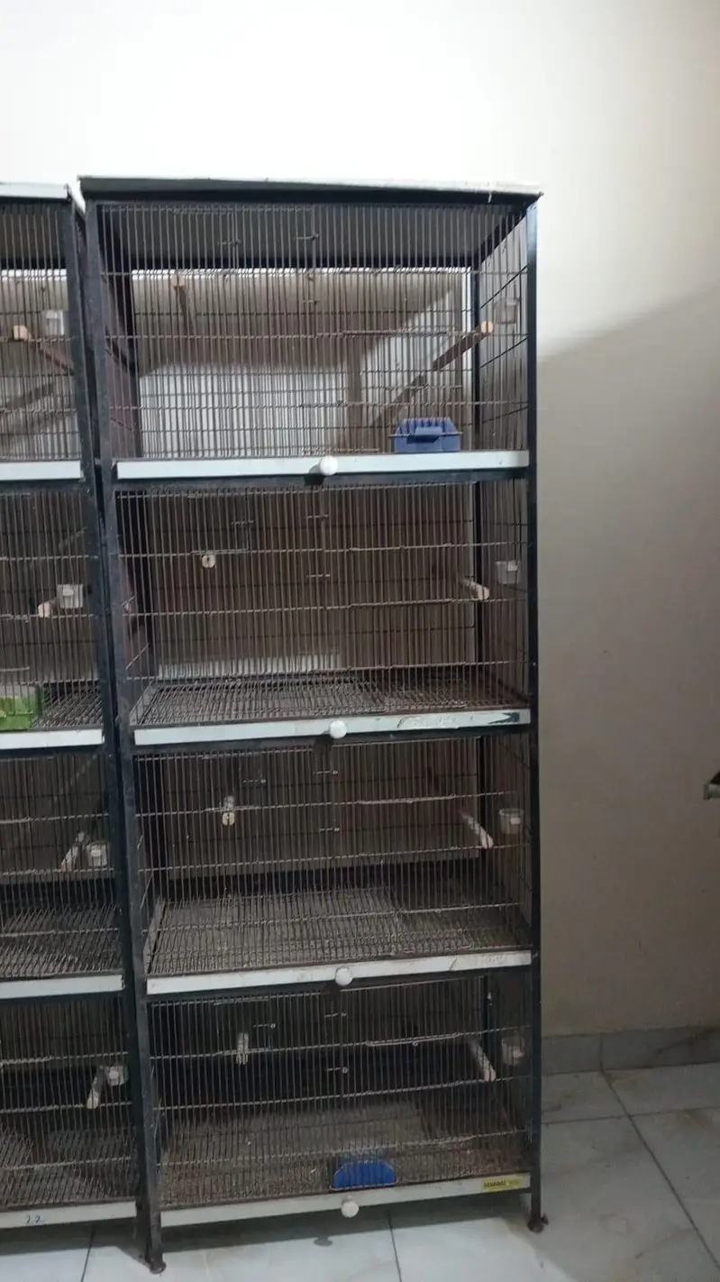 love birds new cages made in lahore — photo 6