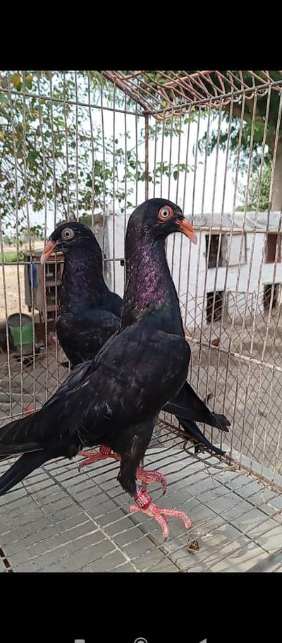 Black Danish chick's