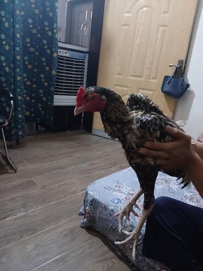 Sindhi aseel murga with pure desi murgi