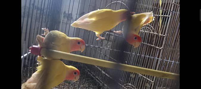 Common Lutino pair with chicks and cage