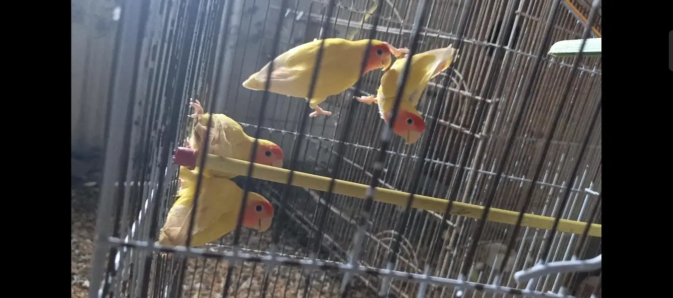 Common Lutino pair with chicks and cage — photo 2