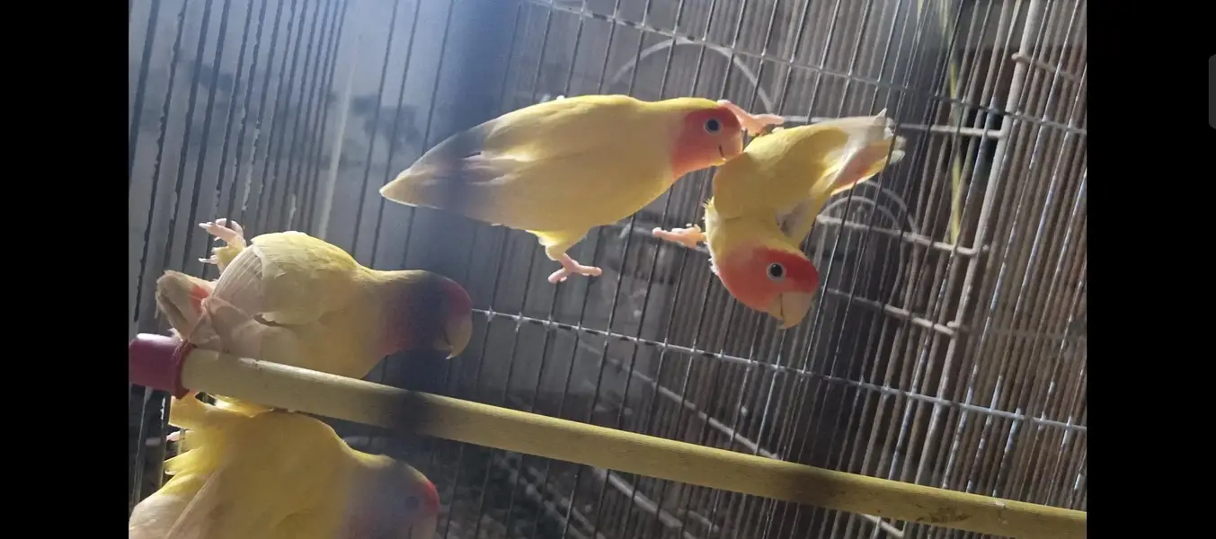 Common Lutino pair with chicks and cage — photo 3
