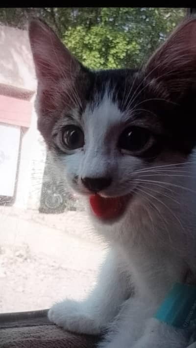 CAT FOR SALE