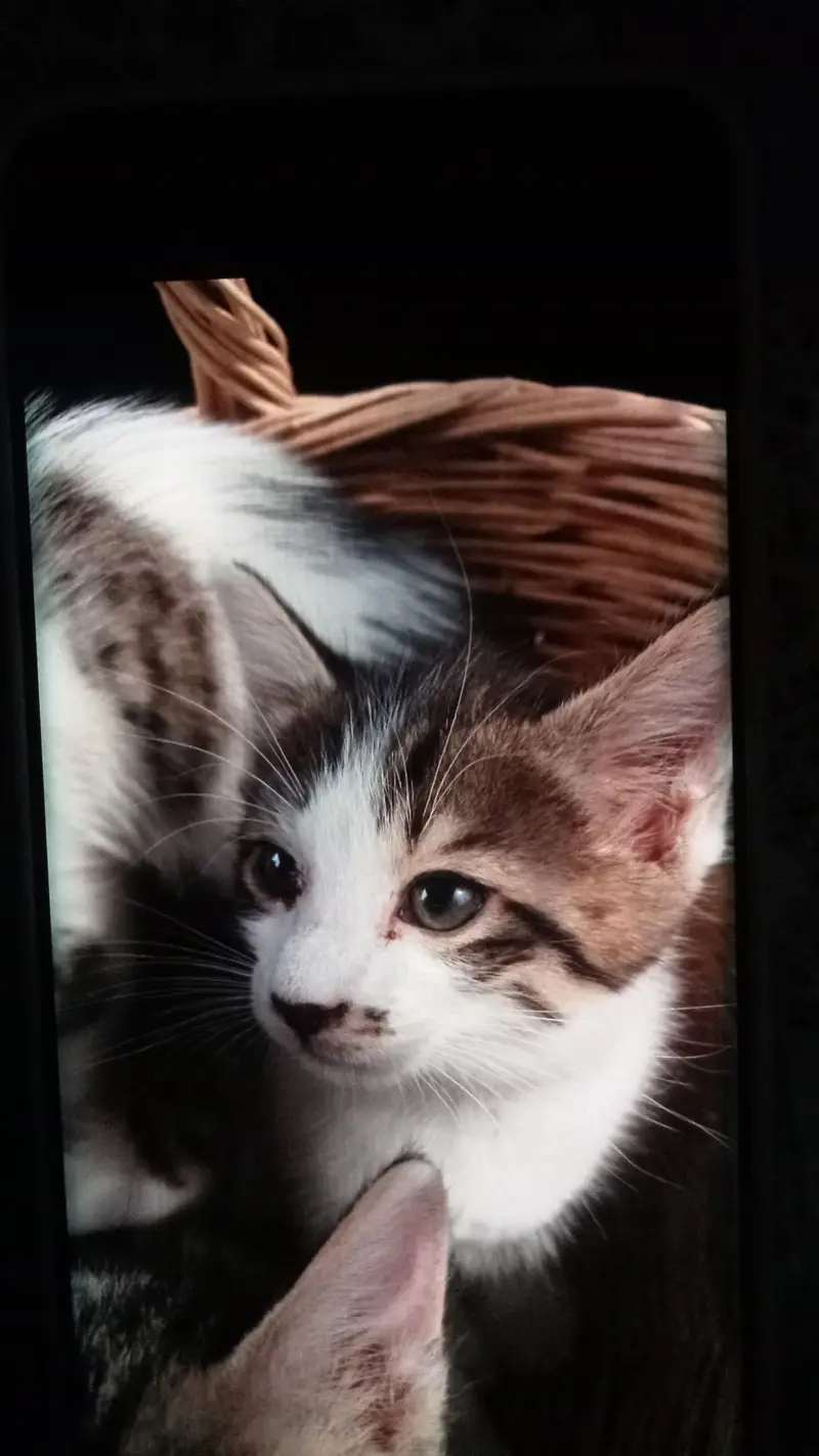 CAT FOR SALE — photo 2