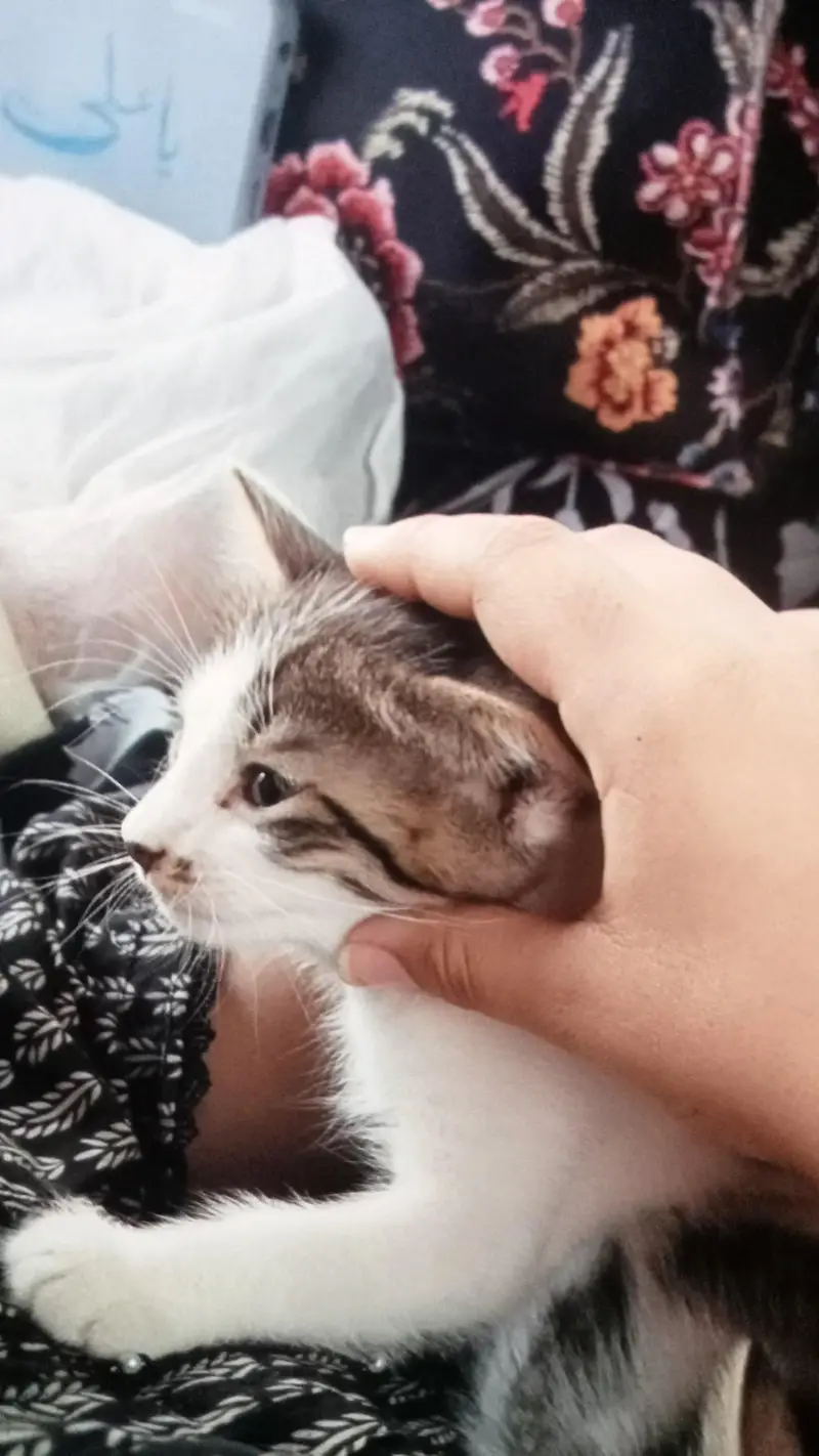 CAT FOR SALE — photo 3