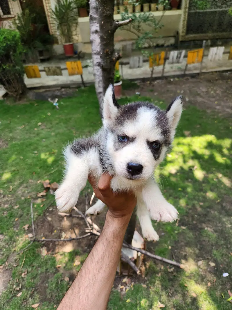 siberian Husky male puppy — photo 3