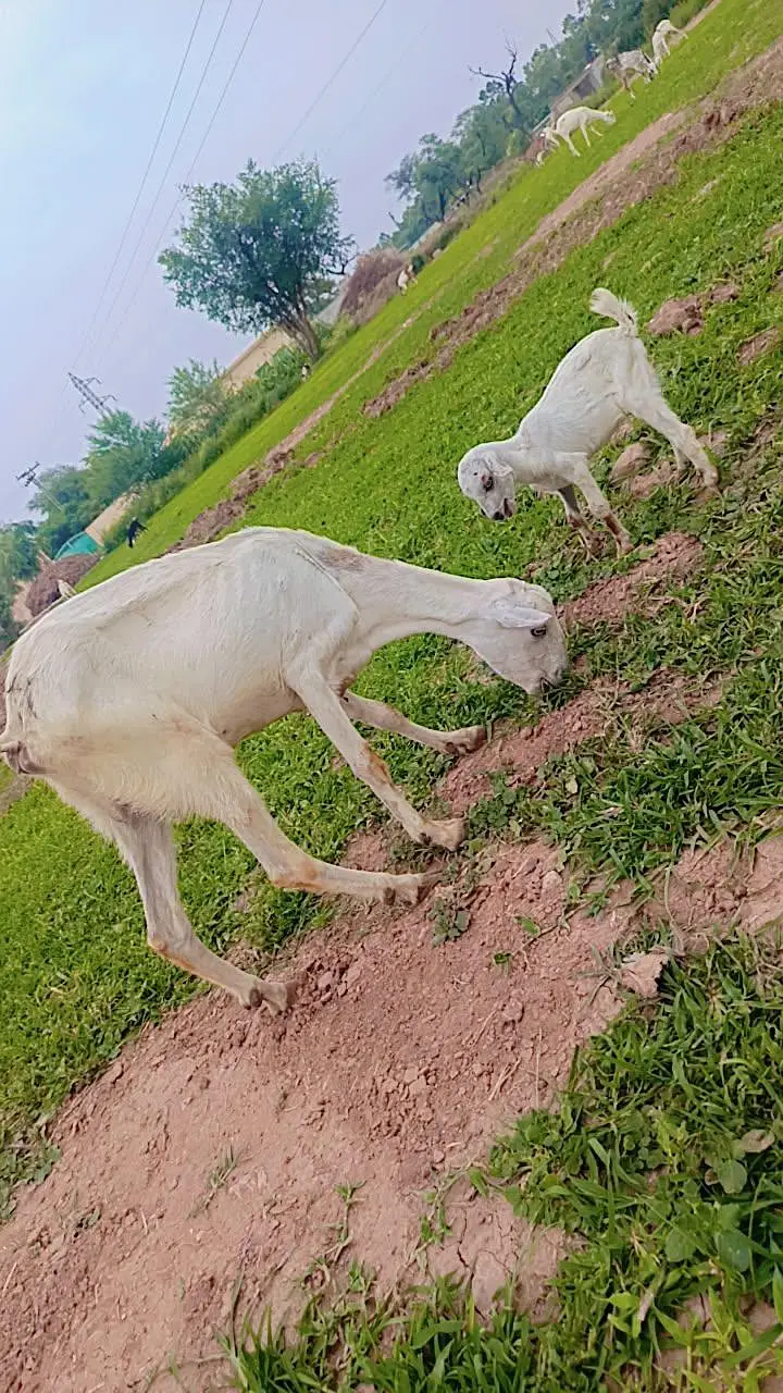Teddy Goat — photo 3