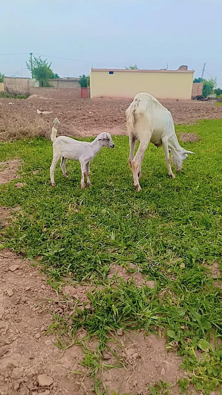 Teddy Goat — photo 4