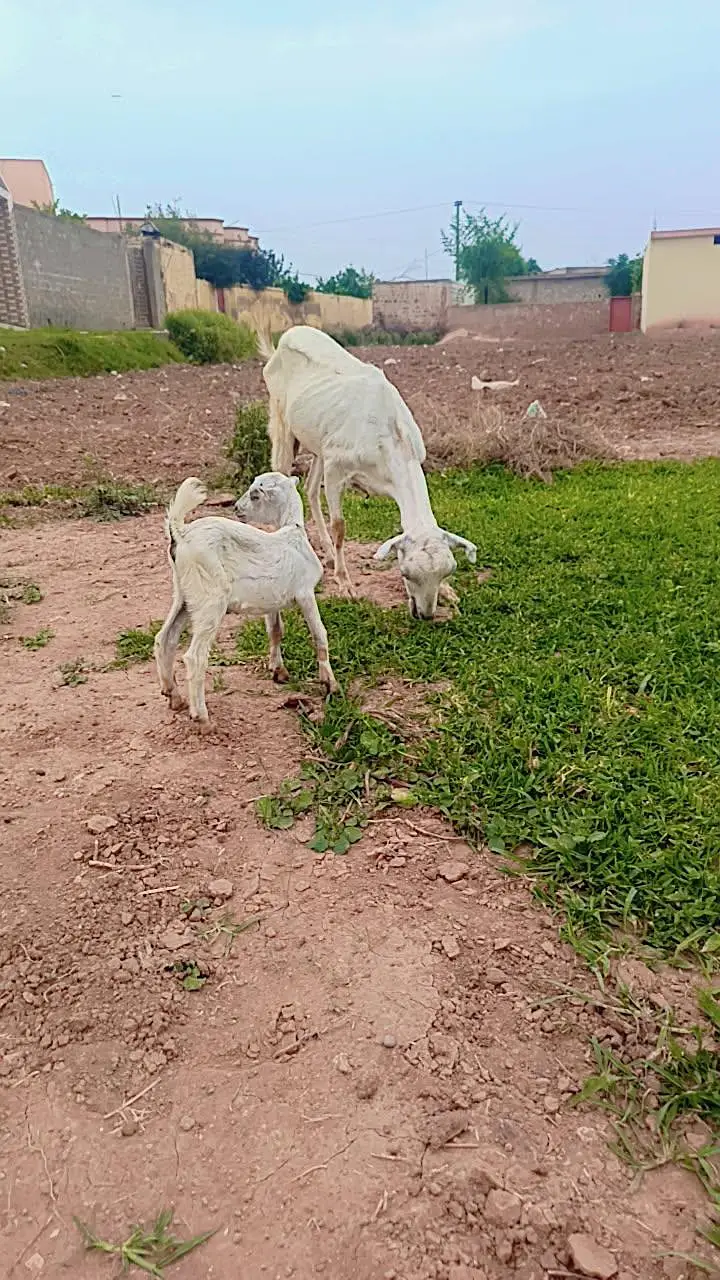 Teddy Goat — photo 5