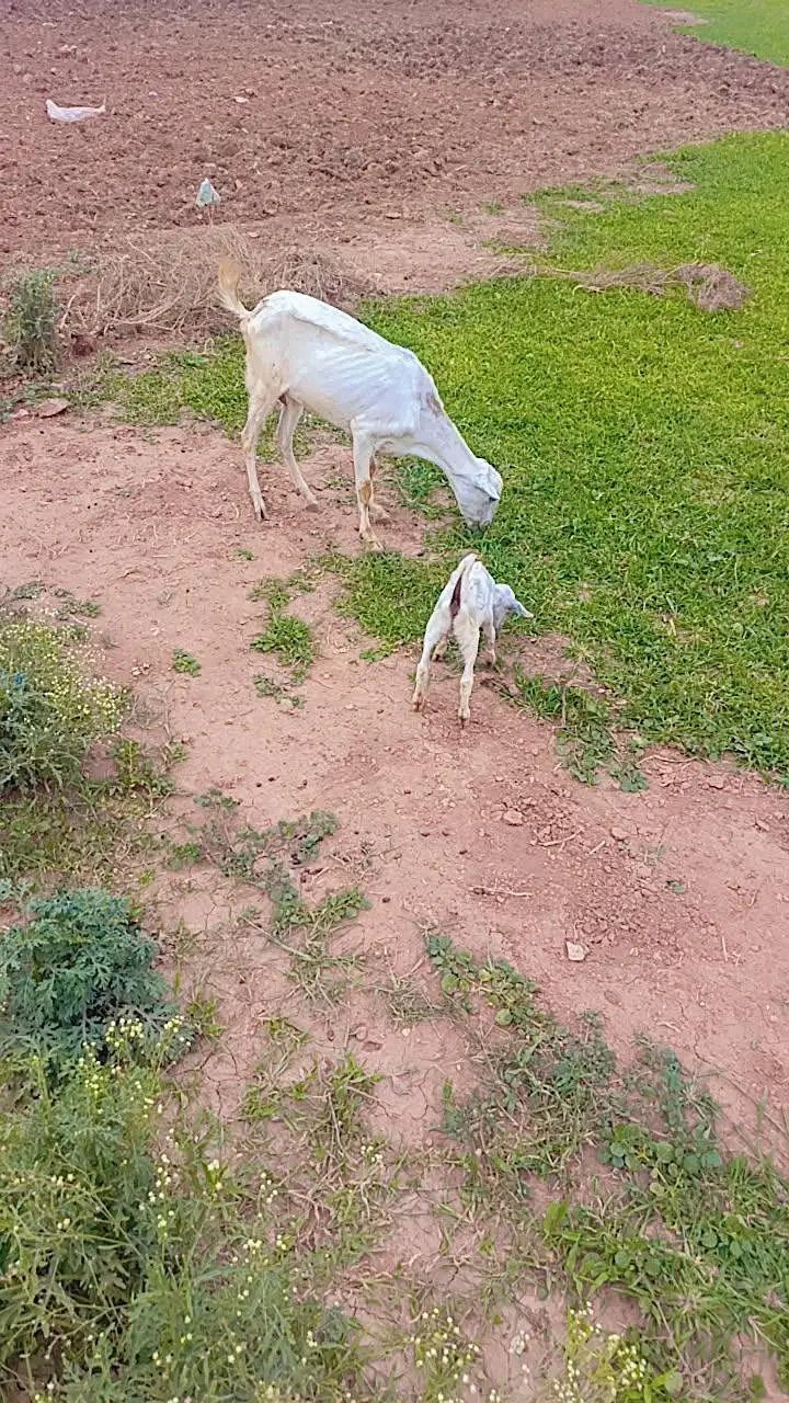 Teddy Goat — photo 6