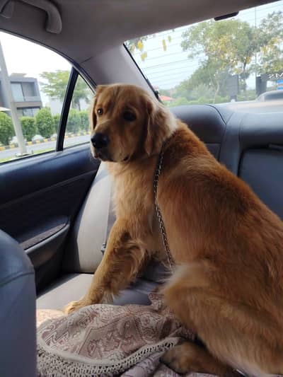 American Golden Retriver (Pedigree)