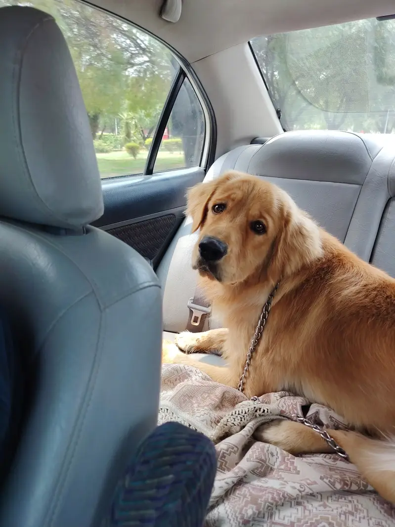 American Golden Retriver (Pedigree) — photo 2