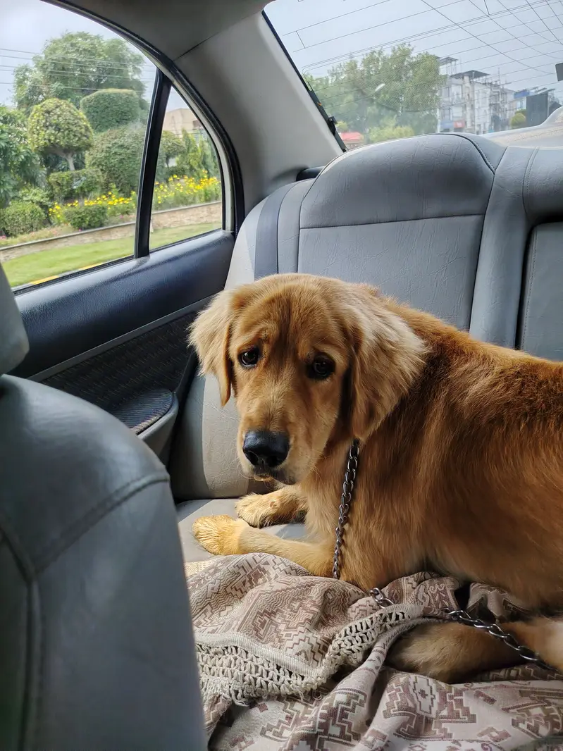 American Golden Retriver (Pedigree) — photo 3