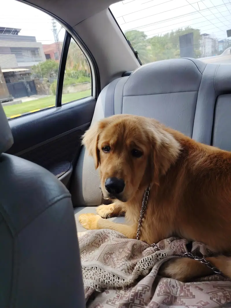 American Golden Retriver (Pedigree) — photo 4