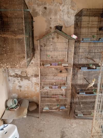 love birds  doves cages