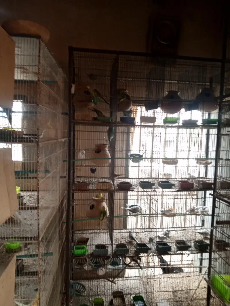 love birds  doves cages — photo 2