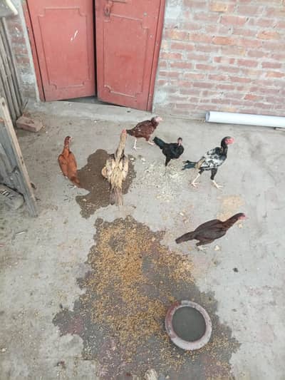 4 hens female or 2 Male h
