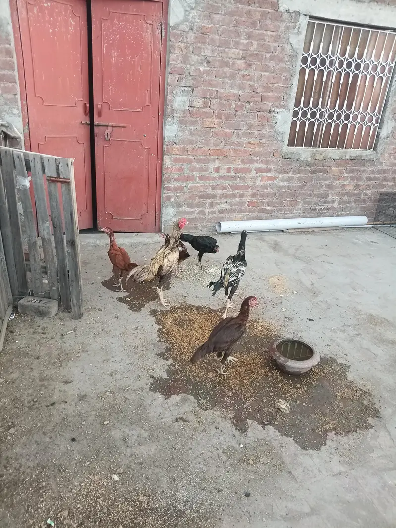 4 hens female or 2 Male h — photo 2