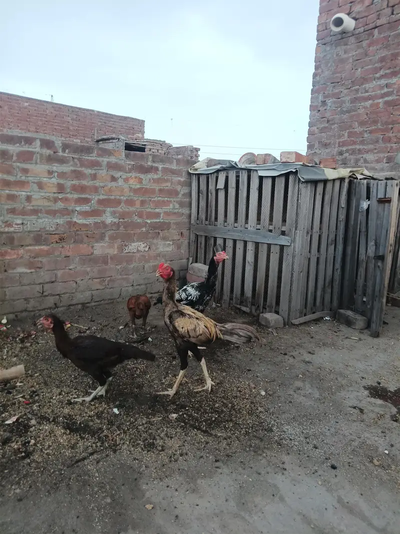 4 hens female or 2 Male h — photo 3