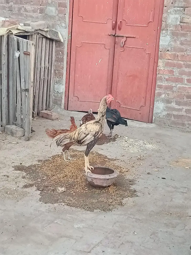 4 hens female or 2 Male h — photo 4