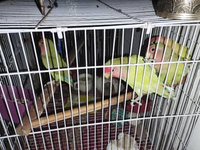 Baby love birds for sale 2 pairs