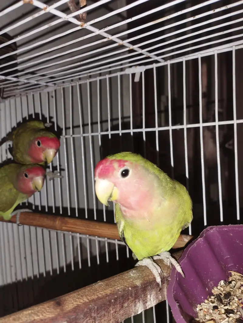 Baby love birds for sale 2 pairs — photo 2