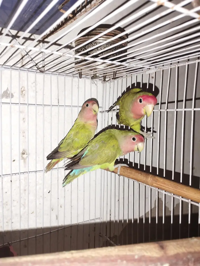Baby love birds for sale 2 pairs — photo 3