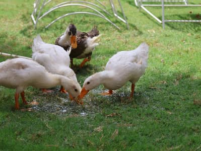 desi ducks
