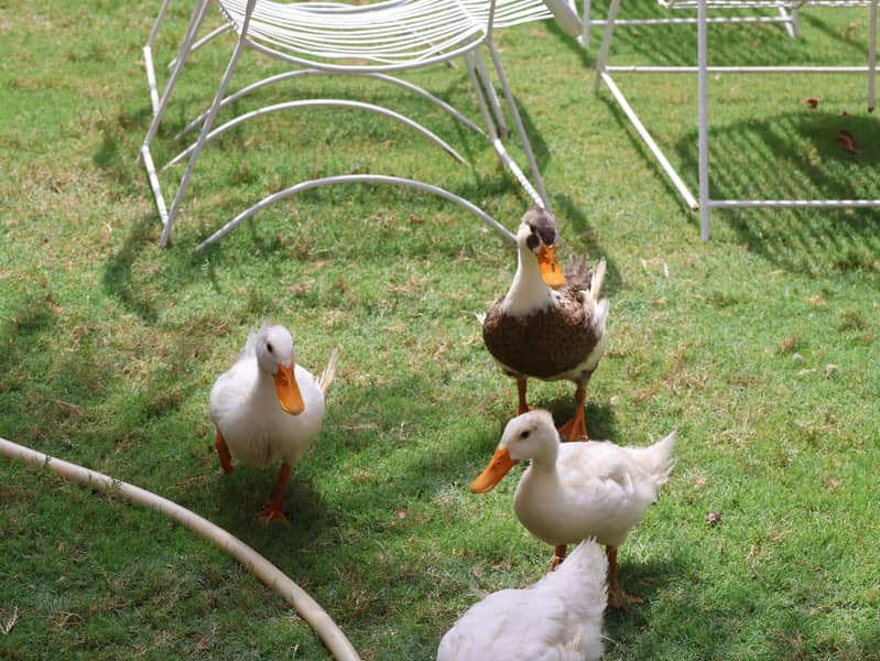 desi ducks 1