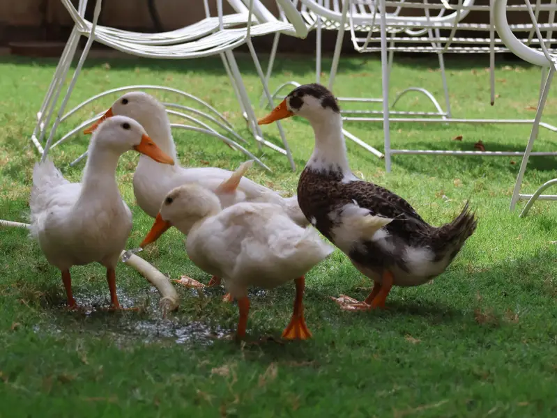 desi ducks — photo 3