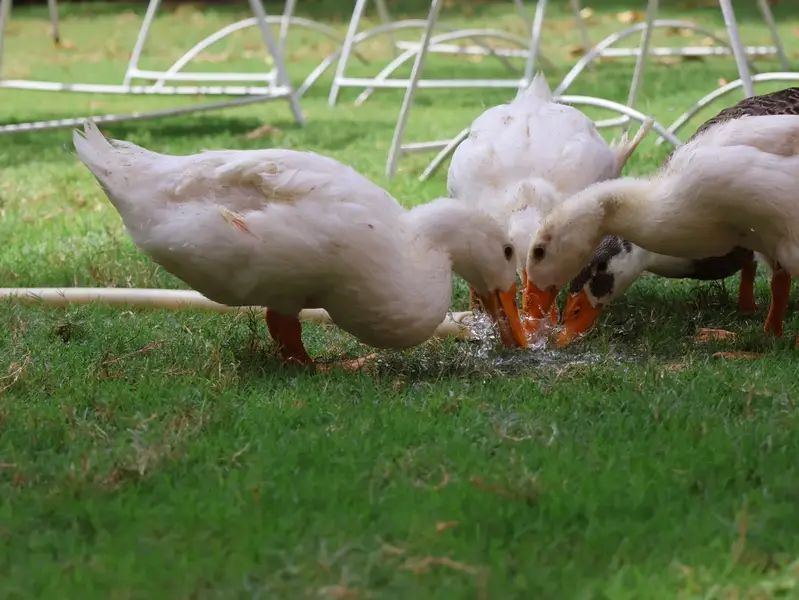 desi ducks — photo 4
