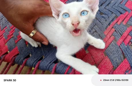 Beautiful White Siamese Mix Kitten for Sale
