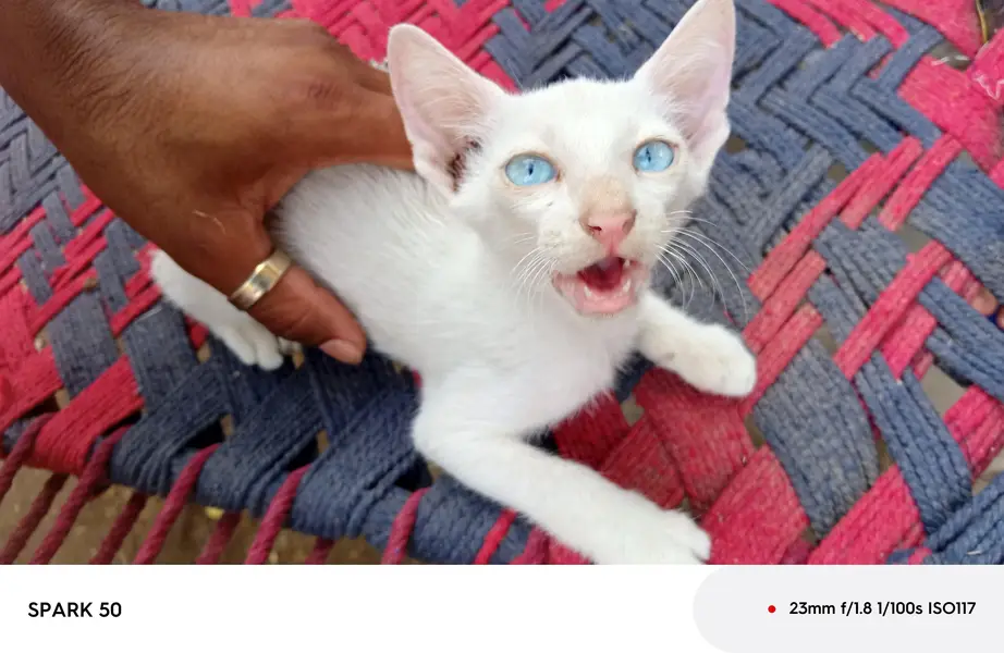 Beautiful White Siamese Mix Kitten for Sale — photo 2