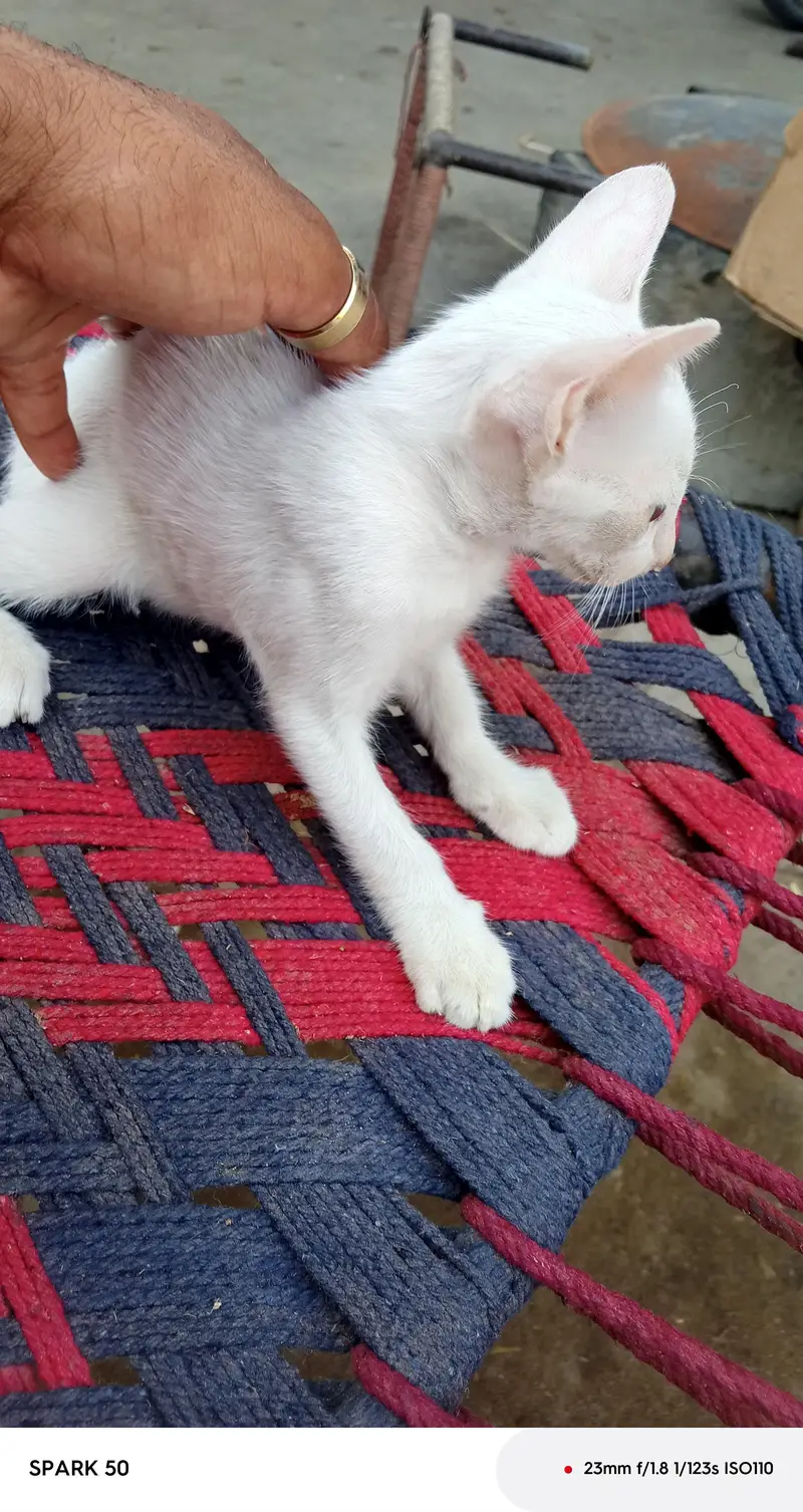 Beautiful White Siamese Mix Kitten for Sale — photo 3