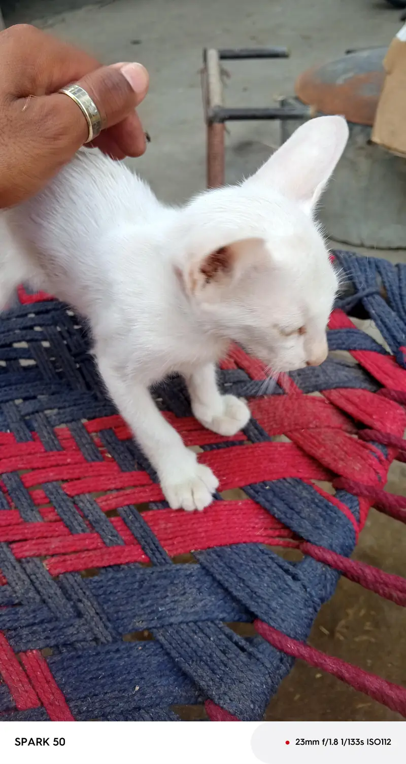 Beautiful White Siamese Mix Kitten for Sale — photo 4