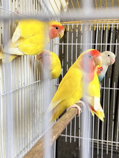 Lovebirds
