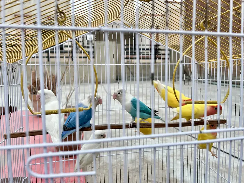 Lovebirds — photo 2