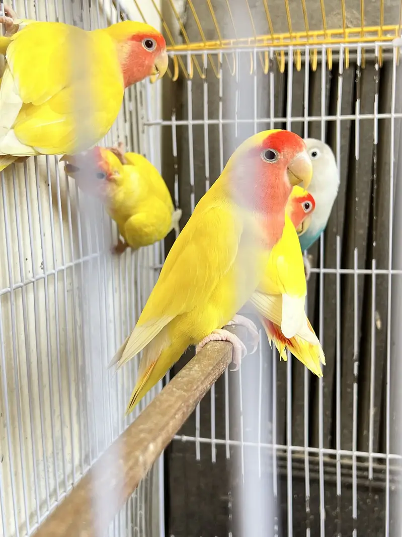 Lovebirds — photo 3