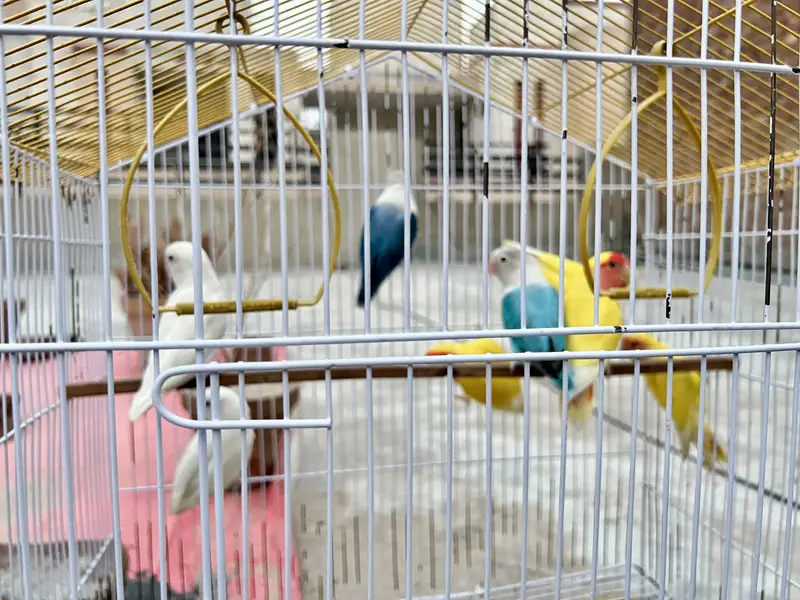 Lovebirds — photo 4