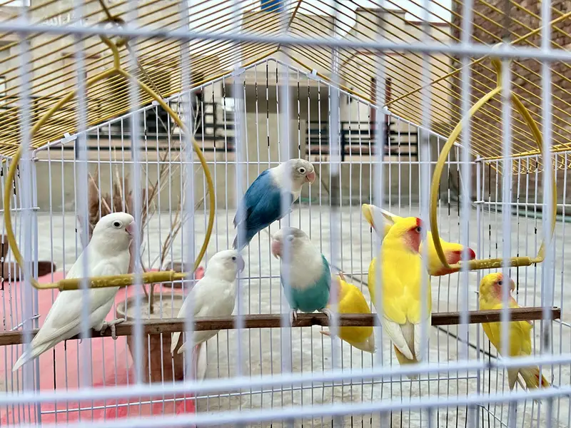 Lovebirds — photo 5