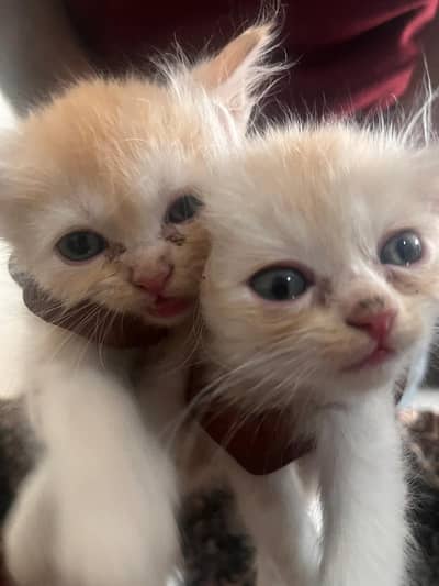 persian kittens for sale