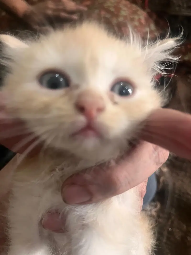persian kittens for sale — photo 2