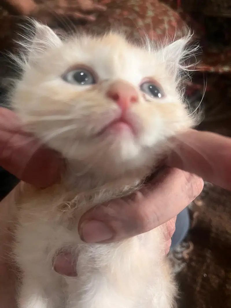 persian kittens for sale — photo 3