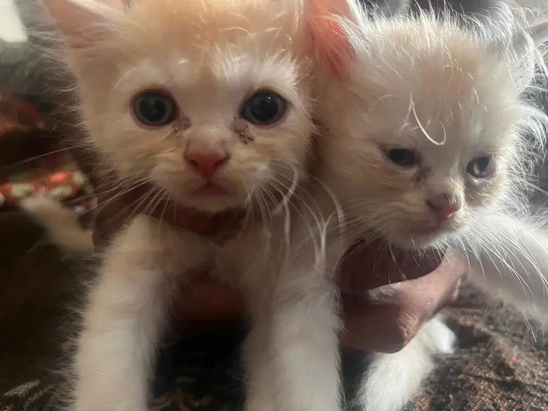 persian kittens for sale — photo 4