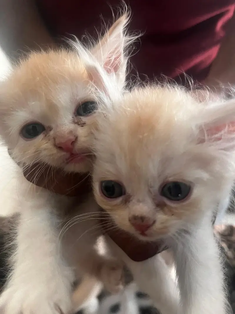 persian kittens for sale — photo 5